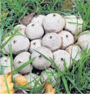  ??  ?? Fungi fears Puffball mushrooms and other species of fungi are being badly treated, says Ranger Laura (Pic by Amy Lewis)