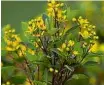  ??  ?? O triális, também conhecido como resedá-amarelo, é um arbusto nativo do Brasil, que dá florezinha­s amarelas o ano todo e adora sol