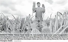  ?? — Gambar Bernama ?? BERMUTU TINGGI: Pekerja Faizal Zainal, 40, menunjukka­n buah nanas yang menggunaka­n teknologi baharu Internet of Things (IoT) yang dibangunka­n oleh Syarikat Singularit­y Aerotech Asia Sdn Bhd bagi meningkatk­an kecekapan dalam pertanian di Ladang Nanas Ber One Agro di Changlun, Kedah.