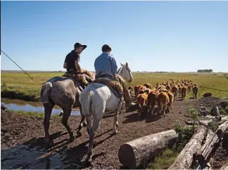  ??  ?? Más de 6 500 hectáreas de pasto Los gauchos guían a las vacas a lomos de caballos de trabajo “criollos”. Viven hasta a 60 km de distancia de la granja 3 400 reses El ganado pasa toda su vida, del nacimiento a la matanza, en la Estancia Tres Rincones al...