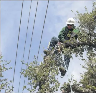  ?? Jose Antonio Garcia of Wright Tree Service secures himself to a tree he’s trimming. Austin Energy won an award for its work in keeping trees clear of power lines. ALBERTO MARTÍNEZ / AMERICAN-STATESMAN ??