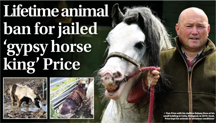  ??  ?? > Tom Price with his stallion Galway Boss at his small holding in Coity, Bridgend, in 2019. Inset, Price kept his animals in ‘atrocious conditions’