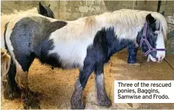  ?? ?? Three of the rescued ponies, Baggins, Samwise and Frodo.