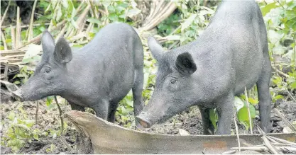  ?? FILE ?? In this file 2007 photo, these wild hogs were spotted in Portland.