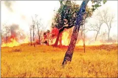  ?? AGRICULTUR­E MINISTRY ?? A forest fire burns in Siem Reap province’s Svay Leu district on February 1.