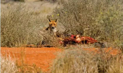  ?? Photograph: Stephanie Jackson/Australian wildlife collection/Alamy ?? Recovering native animals are easy targets for foxes and there are no effective alternativ­es to1080 wild-dog baits.