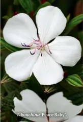  ??  ?? Tibouchina ‘Peace Baby’.