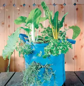  ??  ?? Grow bag with a mixture of herbs and vegetables.Kevin Espiritu/PA.