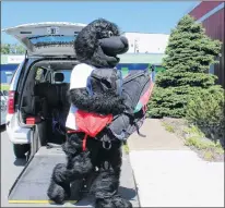  ??  ?? Kirby, Newfound Cabs’ mascot, carries in some of the donated book bags.