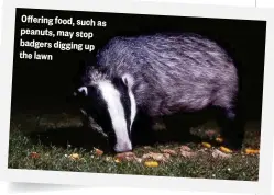  ??  ?? Offering food, such as peanuts, may stop badgers digging up the lawn