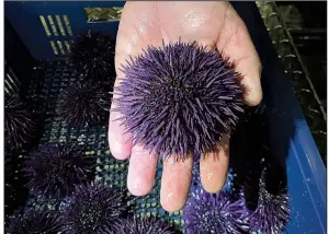  ?? AP/TERRY CHEA ?? Bodega Marine Lab in Bodega Bay, Calif., is running a pilot project to remove purple urchins from the ocean floor, feed and restore them to health, then sell them as premium seafood.