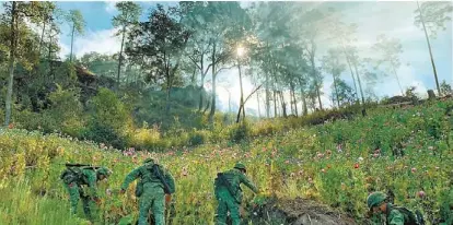  ?? JOSÉ ANTONIO BELMONT ?? Decenas de militares destruyen la plantación.