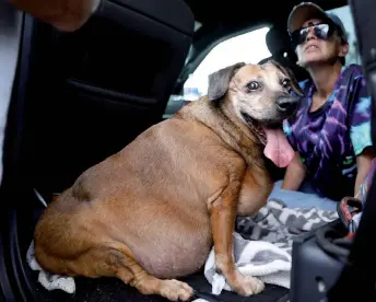  ?? ?? Pita a er receiving treatment from a mobile vet unit helping treat pets harmed in Florida during and a er Hurricane Ian.