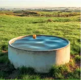  ?? ?? Stock need fresh water in clean troughs, that they can easily access.