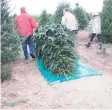  ?? Jones Family Farm / Contribute­d photo ?? Using a tarp makes it easier to transport a freshly cut Christmas tree.