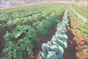  ?? ?? These are some of the vegetables planted by Mabuza, who also improved his irrigation system.