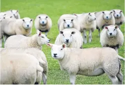  ?? Picture: Kris Miller. ?? A report outlining 24 recommenda­tions to boost Scotland’s sheep farming sector has been accepted by the Scottish Government.