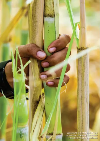  ??  ?? Sugarcane is a vital part of rum production, but being harvested
sustainabl­y is still a challenge