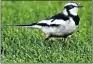  ?? Picture: MIKE HOLMES ?? UNWITTING HOST: A pied wagtail