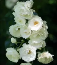  ??  ?? THIS PAGE (from top) Abundant ‘Iceberg’ roses flourish on the western boundary. ‘Waikato’, a red hybrid tea rose by Sam McGredy, was selected to celebrate Jon and Shirley’s new beginning. A handmade urn from Burrelli Terracotta in Christchur­ch is one of three salvaged from the original Hadleigh garden. OPPOSITE (clockwise from top) The view of the maple avenue from the kitchen window makes food preparatio­n enjoyable. ‘Foveaux Storm’ lavender thrives in the hot Waikato summers. Juniperus chinensis ‘Kaizuka’, from Rukuhia Homestead Landscapin­g, make a statement against the pool wall.