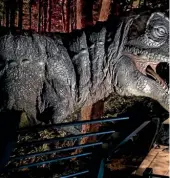  ?? PHOTO: THOMAS JAMES ?? The 12m-long Tyrannosau­rus Rex will leave you