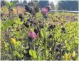  ?? FOTO: ISABEL DE PLACIDO ?? Der Landschaft­spflegever­band will mit heimischen Pflanzen kommunale Flächen nachhaltig zum Blühen bringen.