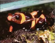  ?? Tyler Sizemore / Hearst Connecticu­t Media ?? An endangered red-banded dart frog roams in a King School vivarium.