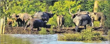  ?? PTI PHOTO ?? Rhinos and buffalos take shelter on ground in the flooded Kaziranga National Park in Assam on Wednesday. Flood situation in Assam continues to remain grim with five more deaths reported on Thursday, taking the total to 49.