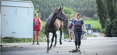  ?? JESSE WINTER PHOTOS/STARMETRO ?? Shelley Joyce walks with Starr on Thursday night. Joyce and her friends spent the previous day evacuating.