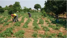  ?? JOÃO CONSTANTIN­O | EDIÇÕES NOVEMBRO ?? A agricultur­a é o sector que ocupa a maioria da juventude