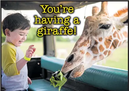  ??  ?? A NOSEY giraffe gets up close to an inquisitiv­e toddler in the back of a safari jeep. Three-year-old James Musser encountere­d the long-necked beauty on its hunt for food at Global Wildlife Centre in Louisiana, US. The tot’s mum Kelly, 29, caught her...