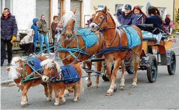  ?? Fotos: Kleiber ?? Ein echter Hingucker war dieses niedliche Vierergesp­ann, gezogen von zwei Mini Ponys und zwei Haflingern, die hübsch heraus  geputzt waren. Es wurde mit viel Beifall bedacht.