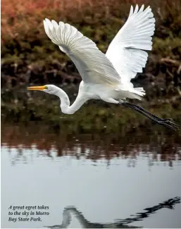  ??  ?? A great egret takes to the sky in Morro Bay State Park.