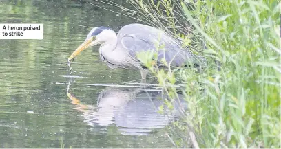  ??  ?? A heron poised to strike