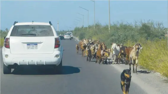  ?? /JULIÁN GARCÍA ?? controlar el tránsito del ganado en las carreteras