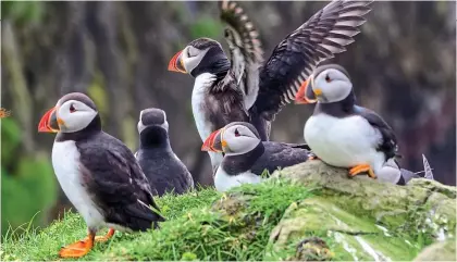  ?? ?? BIRDS OF A FEATHER: Head to the Faroe Islands to spot puffins – one million of them breed there during the summer