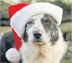  ??  ?? Joyce’s sheepdog Jock gets into the festive spirit.