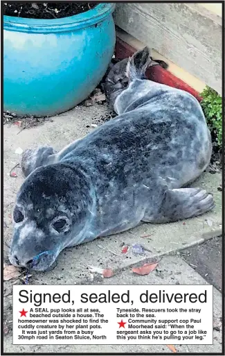  ??  ?? A SEAL pup looks all at sea, beached outside a house. The homeowner was shocked to find the cuddly creature by her plant pots.It was just yards from a busy 30mph road in Seaton Sluice, North Tyneside. Rescuers took the stray back to the sea. Community support cop Paul Moorhead said: “When the sergeant asks you to go to a job like this you think he’s pulling your leg.”