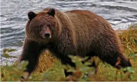  ??  ?? The brown bear Allen Minish saw in a remote area 190 miles north-east of Anchorage was bigger than the 300lb black bears he had seen before. Photograph: Bob Strong/Reuters