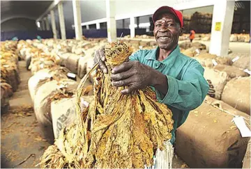  ?? ?? Considerin­g the continued increase in tobacco production, adding value to the golden leaf would further enhance trade