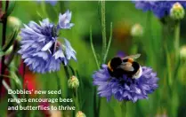  ?? ?? Dobbies’ new seed ranges encourage bees and butterflie­s to thrive