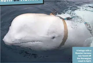  ??  ?? A beluga with a Russian harness was found off the Norwegian coast in April.