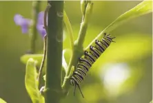  ?? Pedro Pardo / AfP / getty images 2017 ?? A monarch butterfly caterpilla­r in Mexico City’s Chapultepe­c Zoo. The caterpilla­rs’ food, milkweed, is losing habitat.