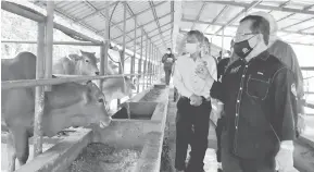  ?? — Gambar Bernama ?? LAWATAN: Ahmad Hamzah (kanan) melawat kandang ternakan lembu pada Program Pemindahan Teknologi Lembu Kedah Kelantan Elit (KK Elit).