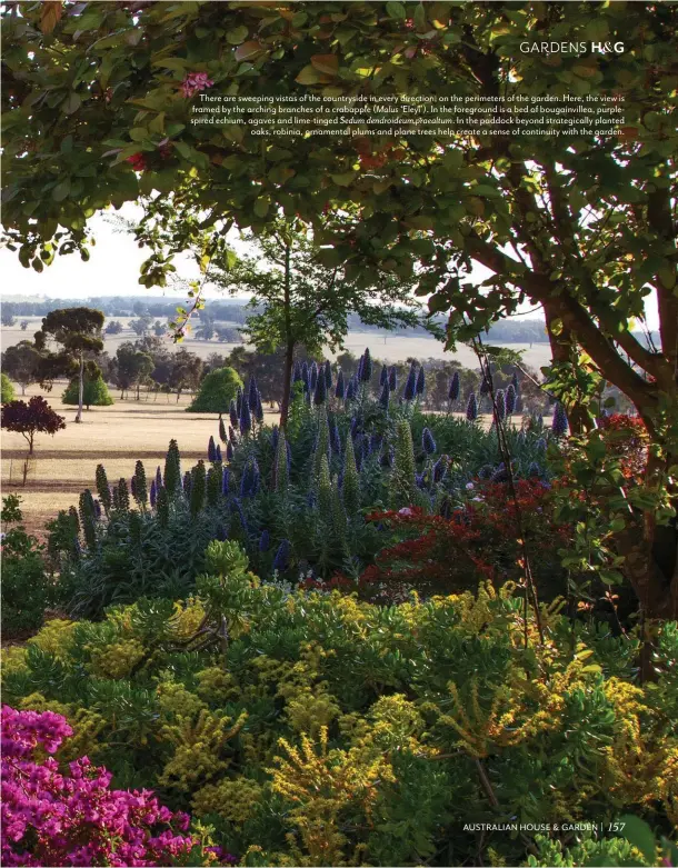  ??  ?? There are sweeping vistas of the countrysid­e in every direction, on the perimeters of the garden. Here, the view is framed by the arching branches of a crabapple ( Malus ‘Eleyi’). In the foreground is a bed of bougainvil­lea, purplespir­ed echium, agaves and lime-tinged Sedum dendroideu­m praealtum. In the paddock beyond strategica­lly planted oaks, robinia, ornamental plums and plane trees help create a sense of continuity with the garden.