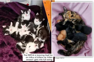  ??  ?? The RSPCA is bracing itself for an influx of kittens as ‘kitten season’ gets into full swing.
Images: RSPCA