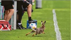  ?? Foto: Krieger ?? Ein besonderer Trainingsg­ast war am Dienstag auf dem Platz. Nicht nach Hasen, sondern nach Erfolgen jagt derzeit der Fußball-bundesligi­st.