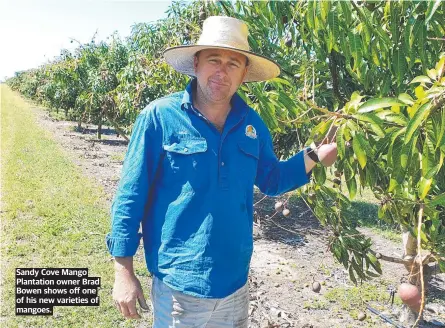  ??  ?? Sandy Cove Mango Plantation owner Brad Bowen shows off one of his new varieties of mangoes.