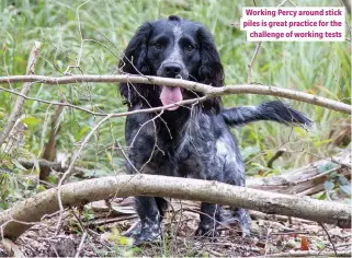  ??  ?? Working Percy around stick piles is great practice for the challenge of working tests