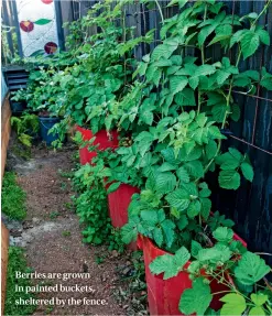  ??  ?? Berries are grown in painted buckets, sheltered by the fence.